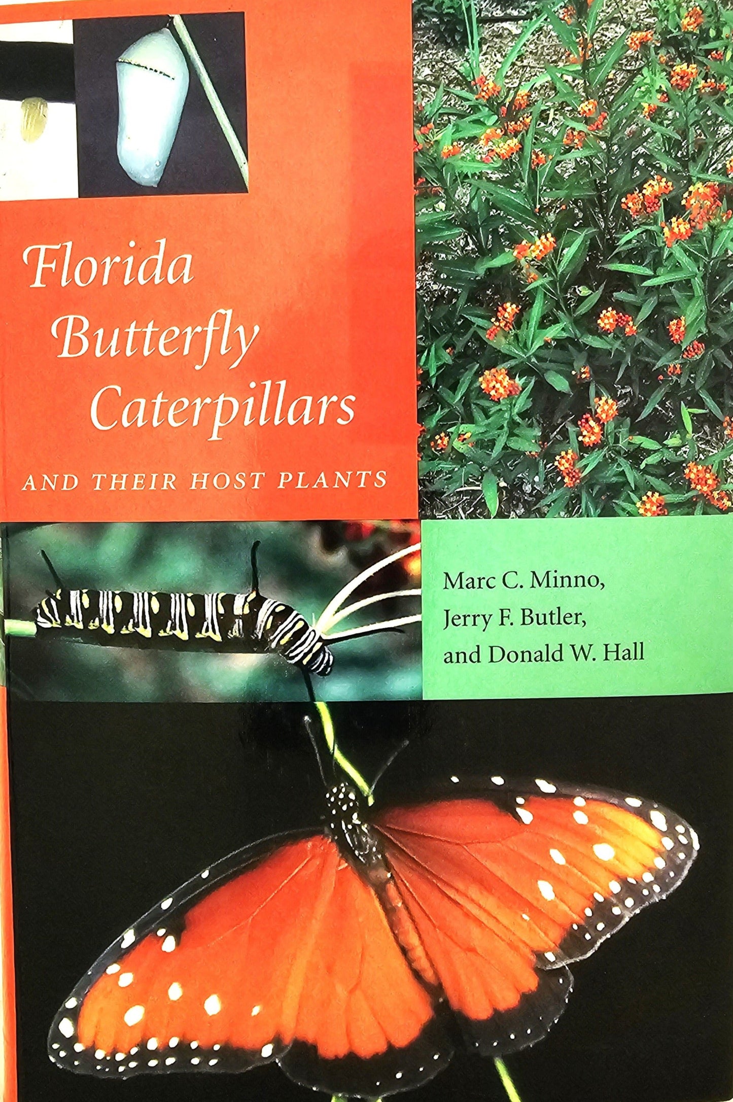 Florida Butterfly Caterpillars