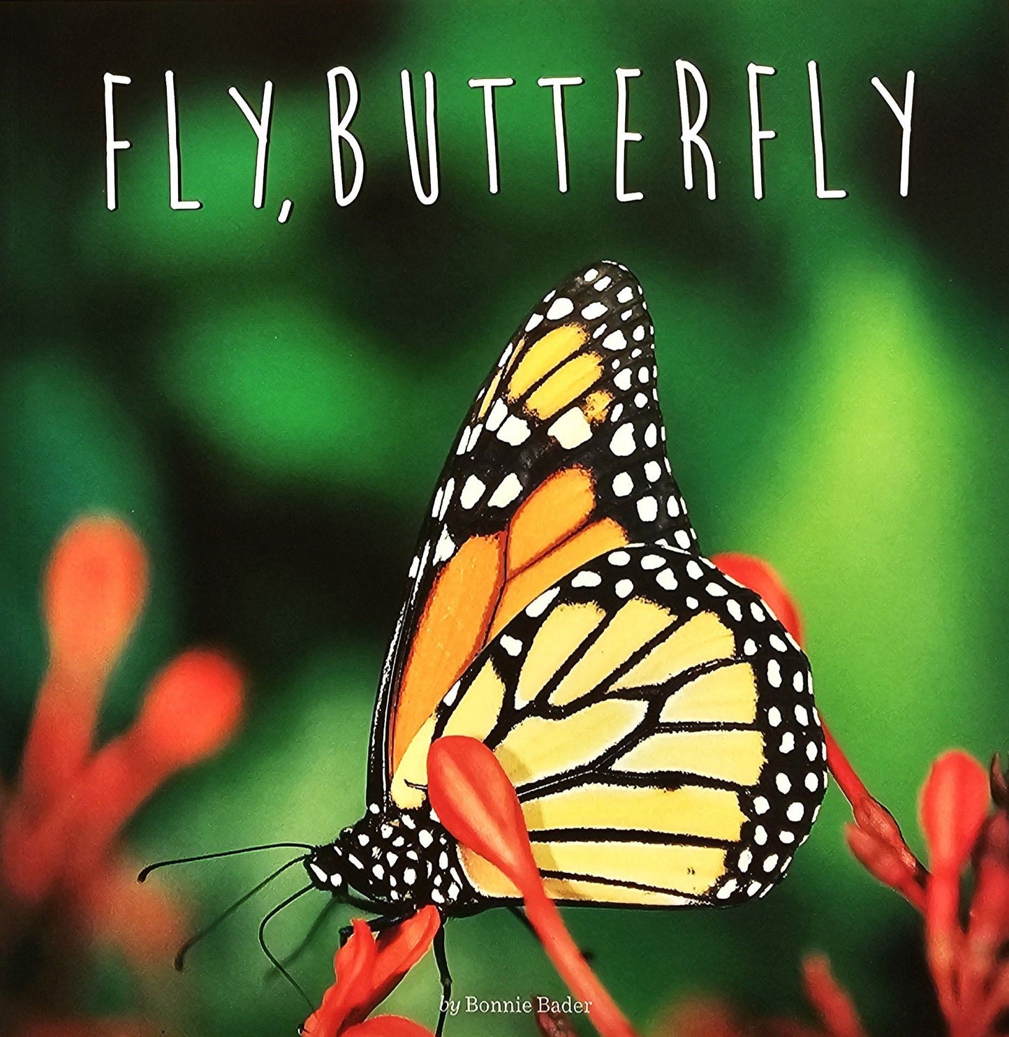 Fly, Butterfly