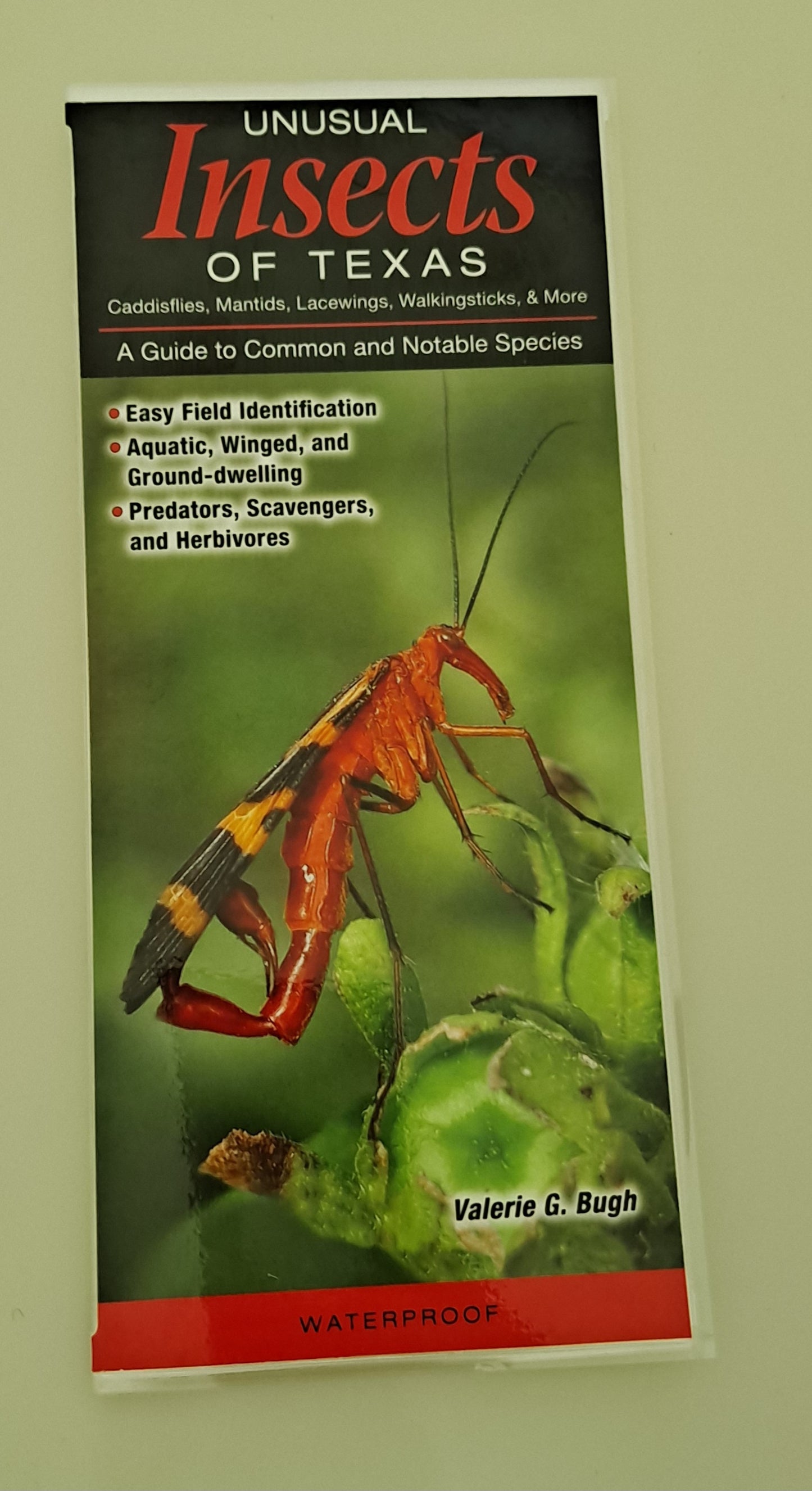 Unusual Insects of Texas