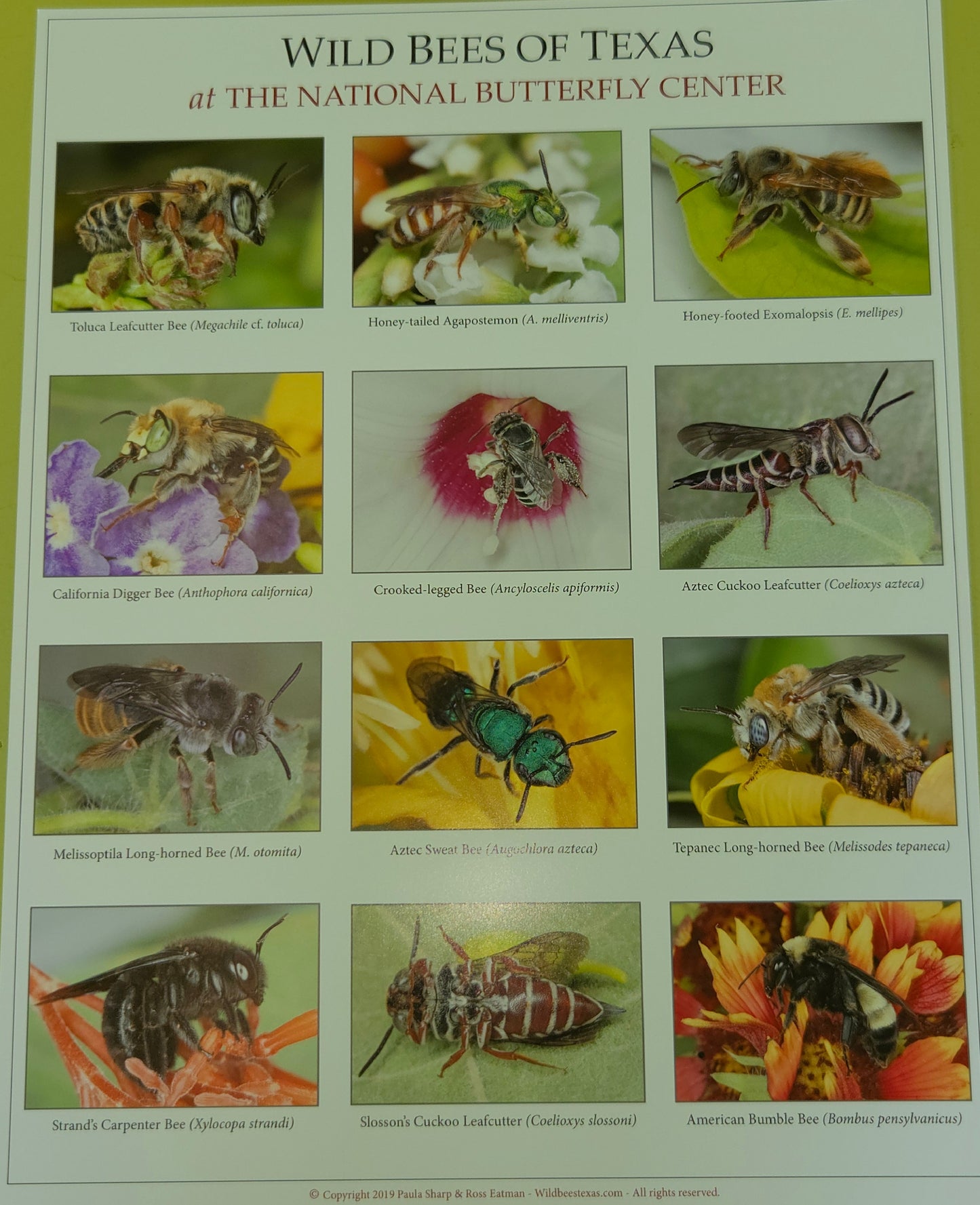 Wild Bees of Texas at The National Butterfly Center