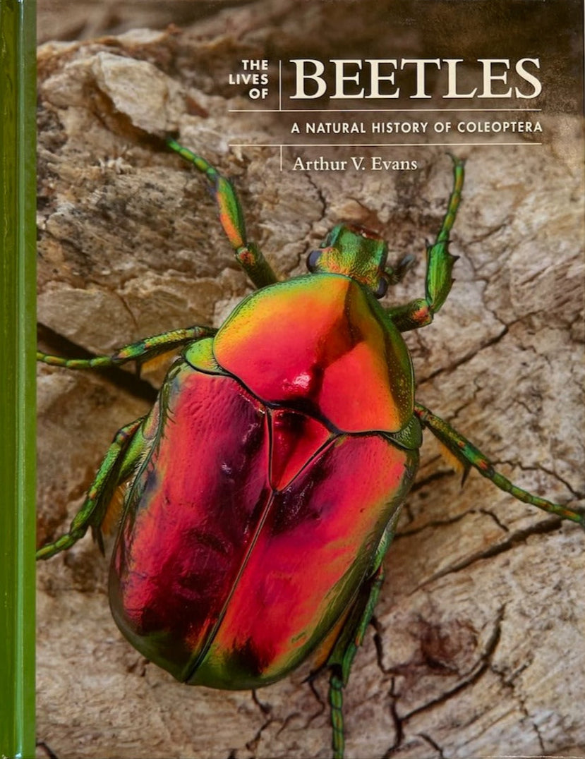 The Lives of Beetles