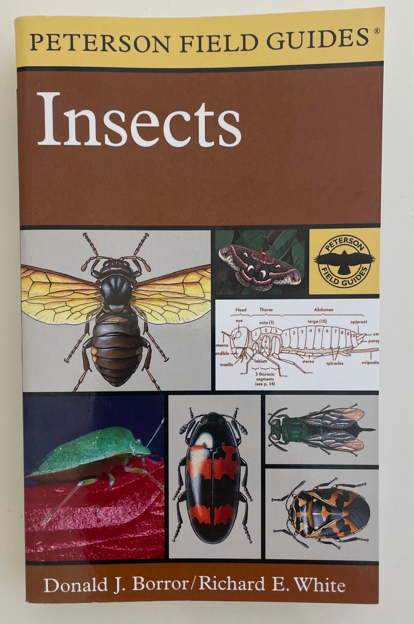 Insects: Peterson Field Guides