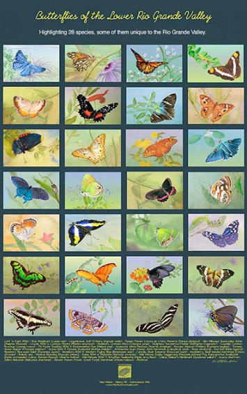 Rio Grande Valley Butterflies Poster