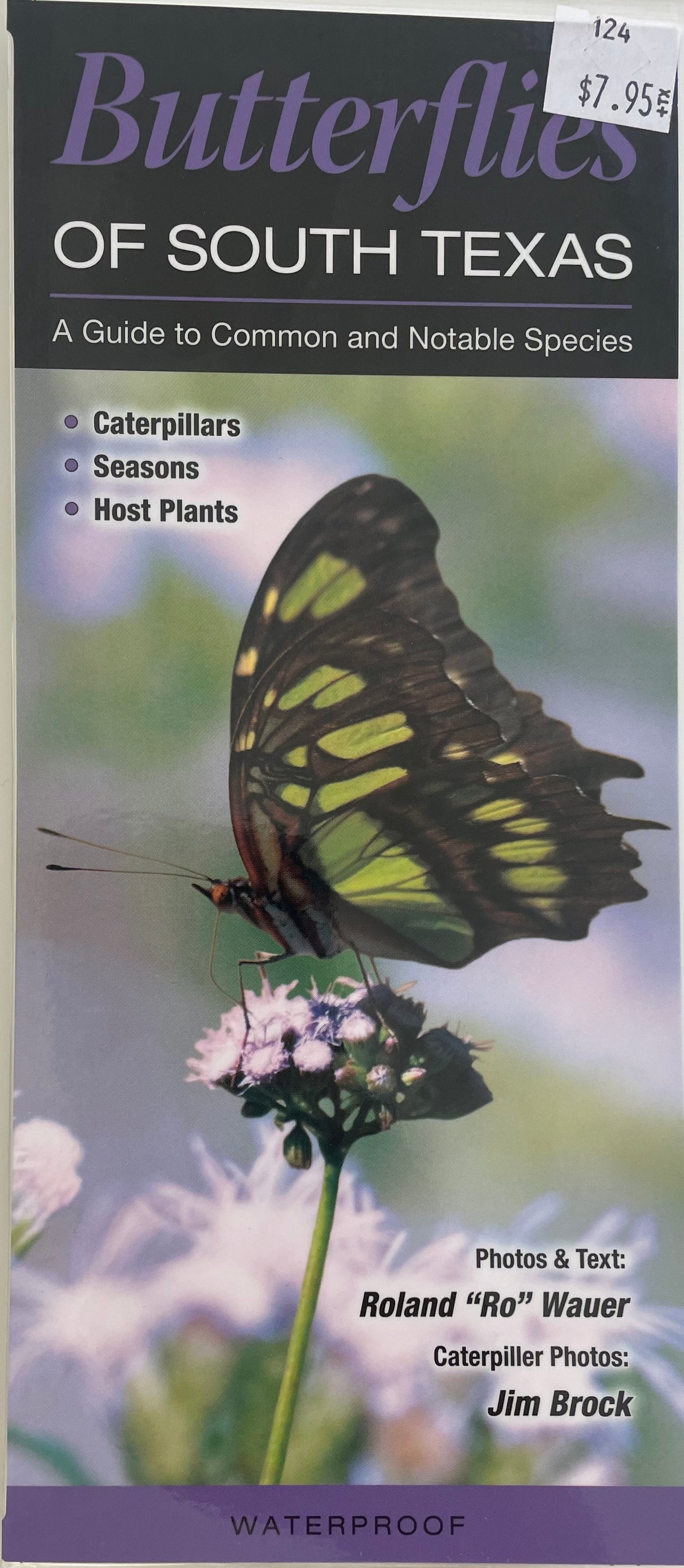 Butterflies of South Texas Guide