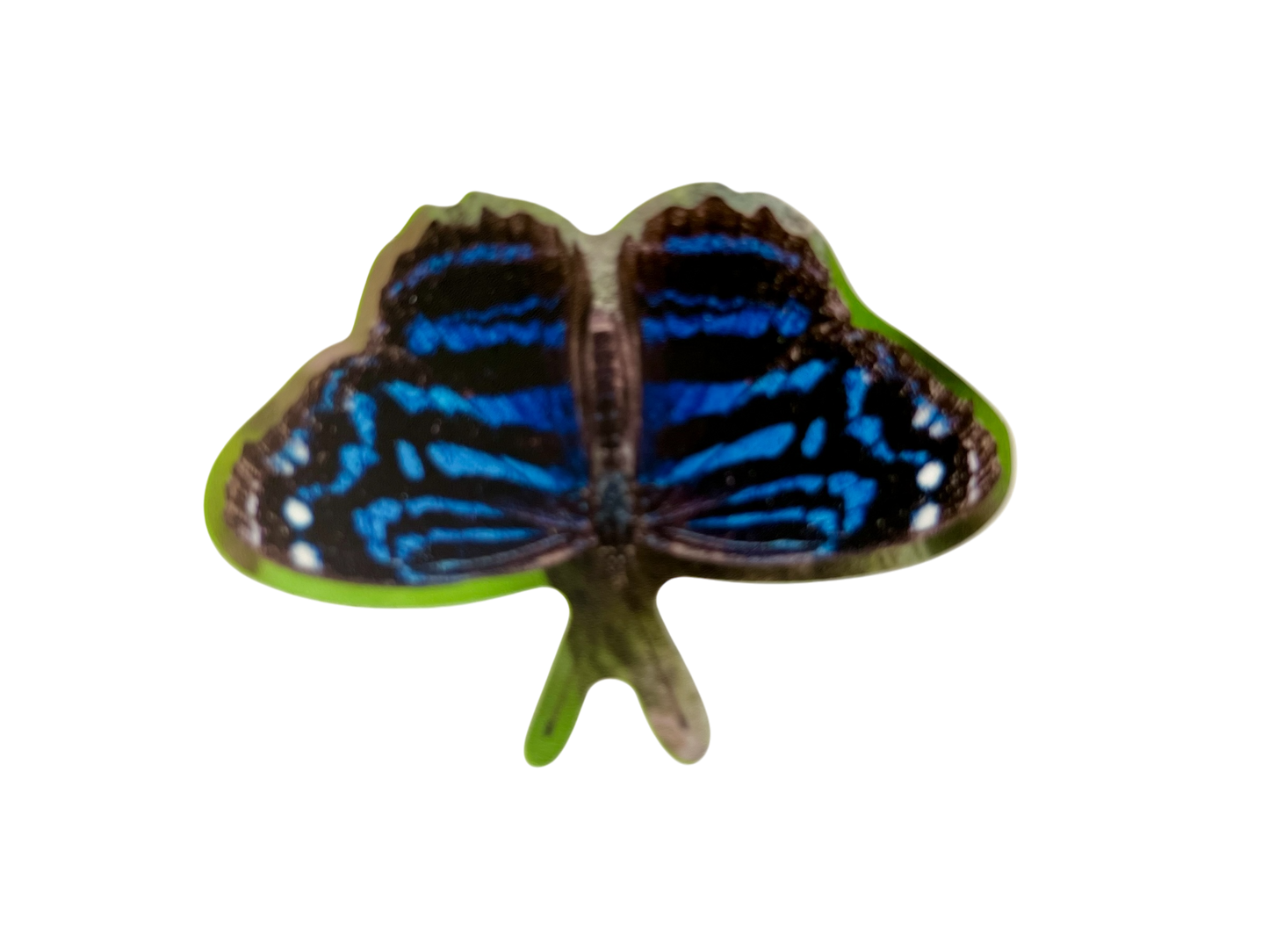 Mexican Bluewing Sticker