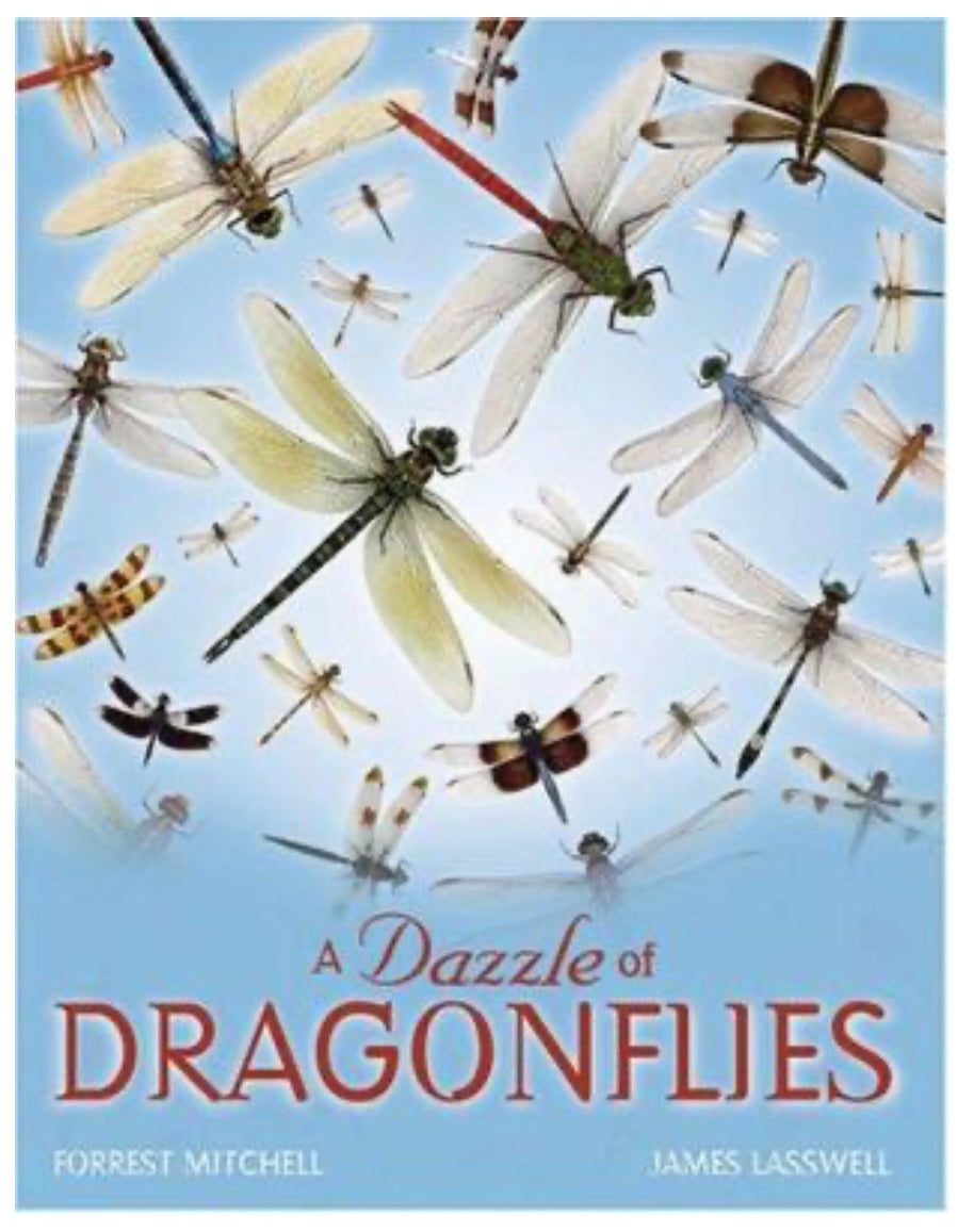 A Dazzle of Dragonflies