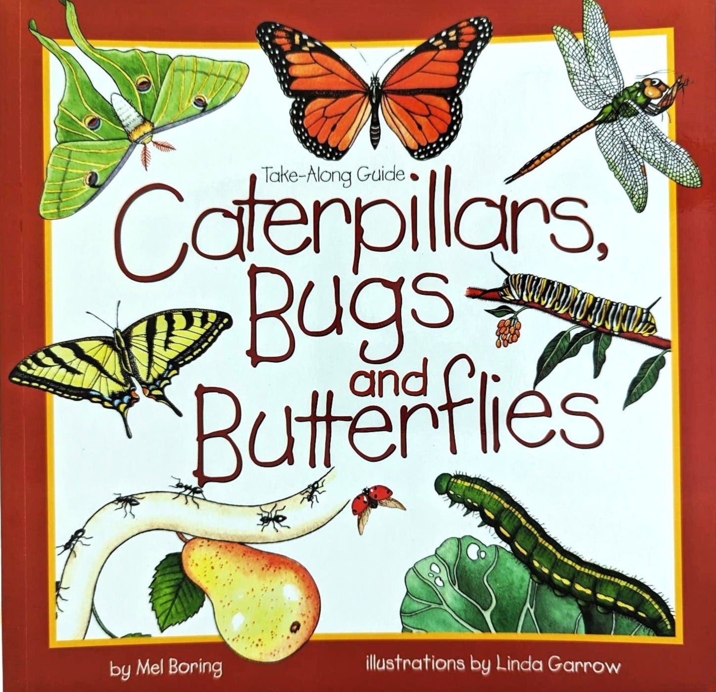 Caterpillars, Bugs, and Butterflies