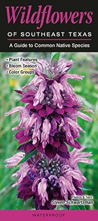 Wildflowers of South Texas