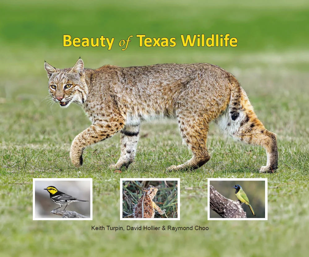 Beauty of Texas Wildlife by 3GuysInFocus
