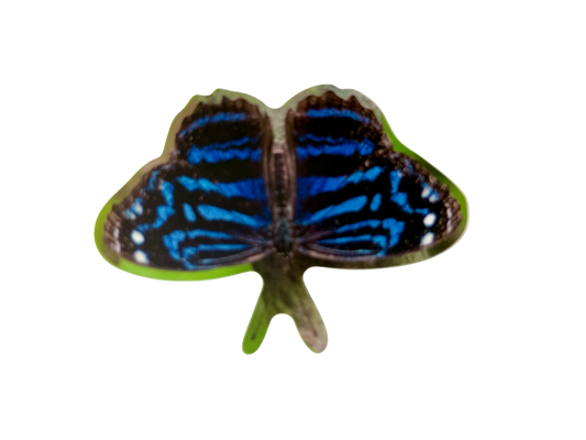 Mexican Bluewing Sticker